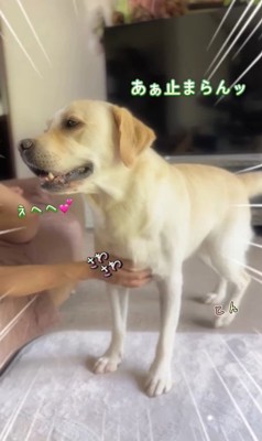 撫でられてスイッチが入るトニーくん6