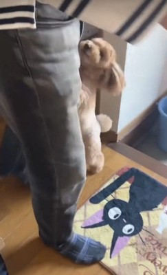 飼い主との散歩を喜ぶ小型犬