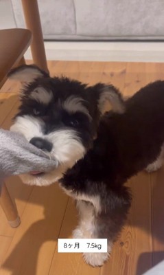 ボセくんの成長記録6