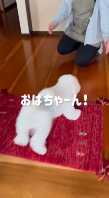 女性に駆け寄る犬