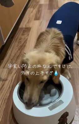 早食い防止トレーでご飯を食べるミニチュアダックスフンド