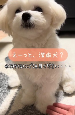 「おて」をするHaruちゃん