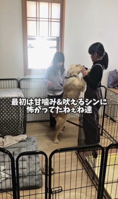 シンくんとお姉ちゃんたち2