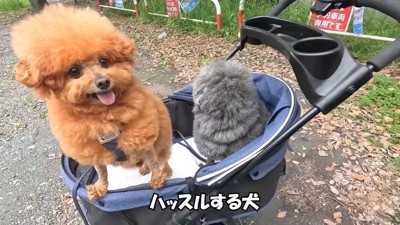 ぽん太君&ゆず君