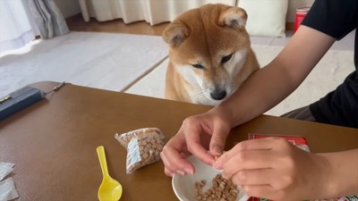 女性の手元を見る犬