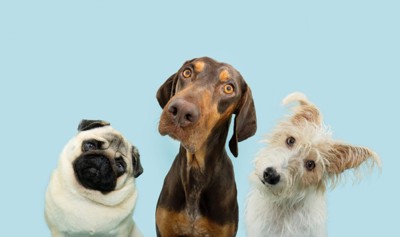 不思議そうに首を傾げる3頭の犬