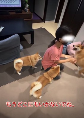 女の子の周りに集まる犬4