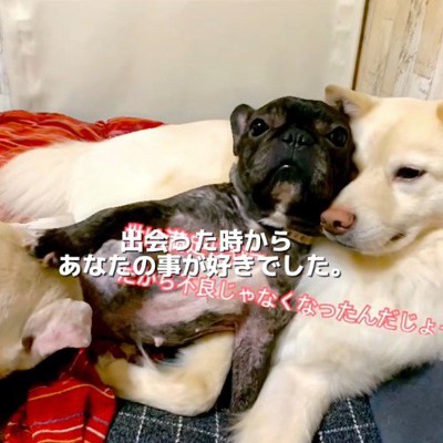 他の犬の上に寝転がるフレンチフルドッグ