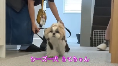 シーズーのらてちゃん