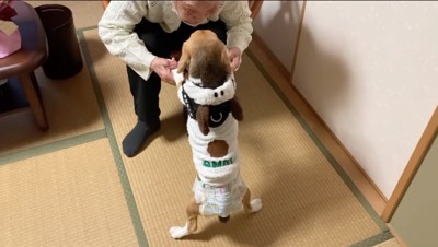 大人しく歌を聴く犬