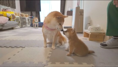 お互いの鼻をつける子犬とピンクの首輪をつけた犬