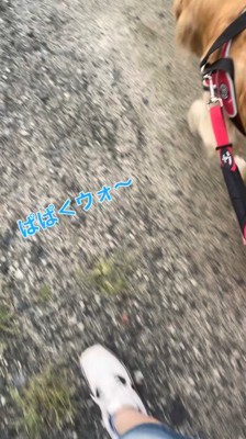 飼い主と歩く犬