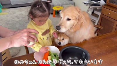 ほのちゃんも手伝います