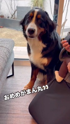 カメラを見つめる犬