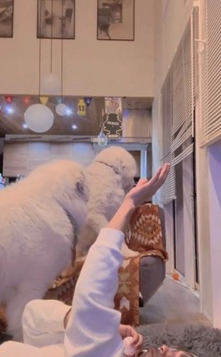 周りを見渡す犬