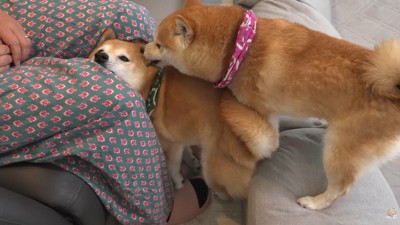 逃げ場をなくした幾三くん