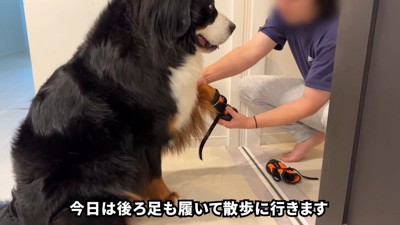 靴を履く時もお利口さん