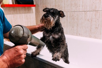 ドライヤーで乾かす犬
