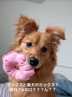 チワポメちゃんの成長8