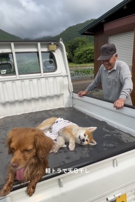 荷台で横になる犬