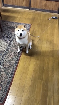 おすわりする犬