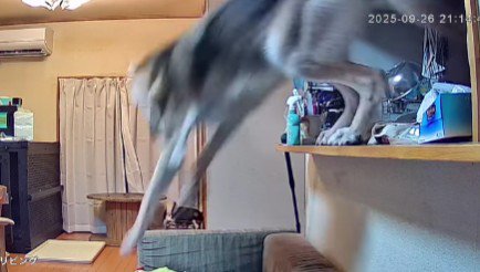 豪快な大ジャンプ!!