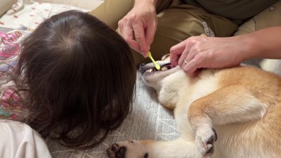 ほのちゃんが見守ります