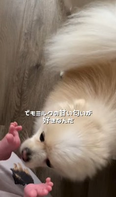 赤ちゃんの足を嗅ぐ小型犬