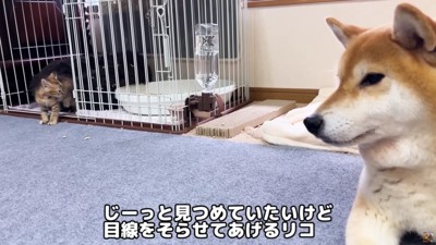 リサちゃんが出てきた♪