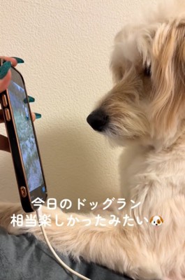 画面を見る犬4
