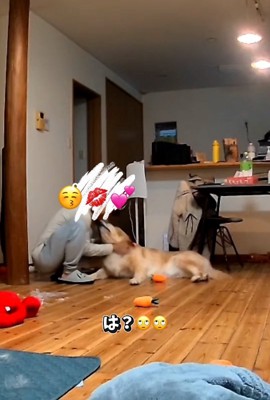 こむぎ君にキスするパパ