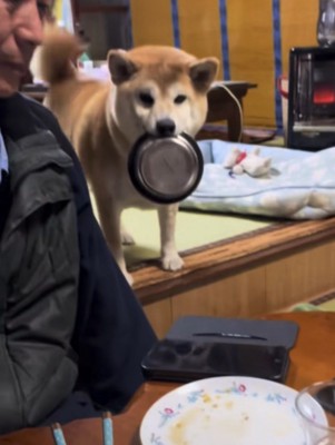 皿を咥えて立つ犬