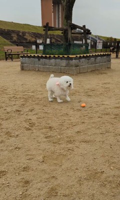 ボール遊びを待ちきれないメロンさん8