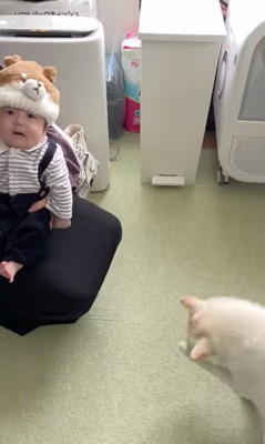 おまめちゃんと赤ちゃんの別れ6