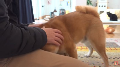 弟さんに突撃するはちくん