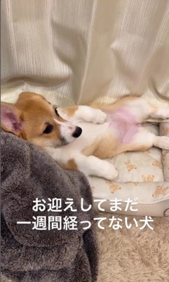お迎えから約1週間後のこまよちゃん5
