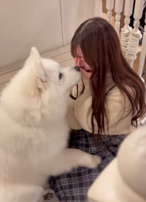 顔を近づけるサモエド