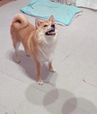 上を見ている柴犬