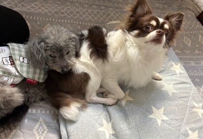 投稿主さんの愛犬たちも可愛い♡