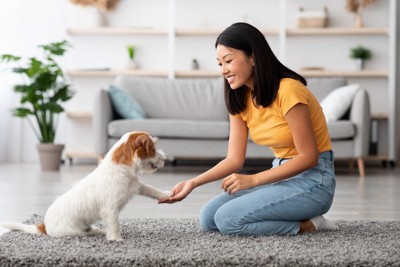 お手、ジャックラッセルテリア