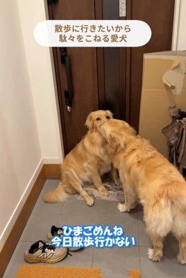 玄関の前で寄り添う2匹の犬