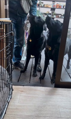 枝を運びたいあお君9