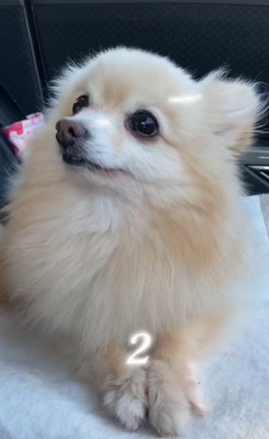 まりもちゃんの変化7