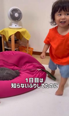 りつ君と実家のワンコ3