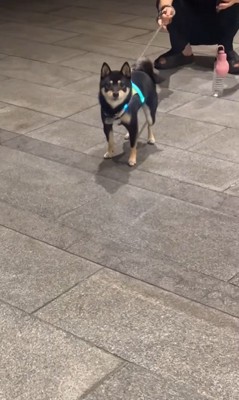 ママさんに気づいたごまちゃんの反応6