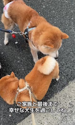 幸せな犬生を過ごしてね