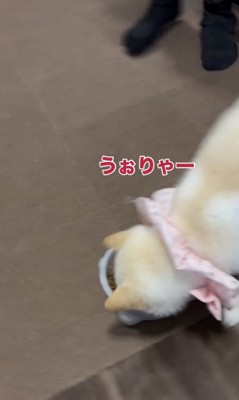 みるみるうちに減っていくご飯