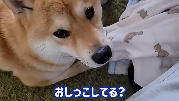 パパを見るわらびちゃん