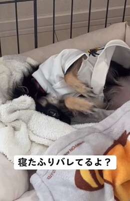 寝たふりするちまきちゃん