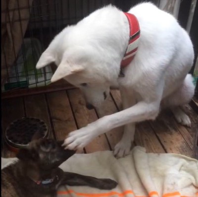 リキくんとすずちゃん7